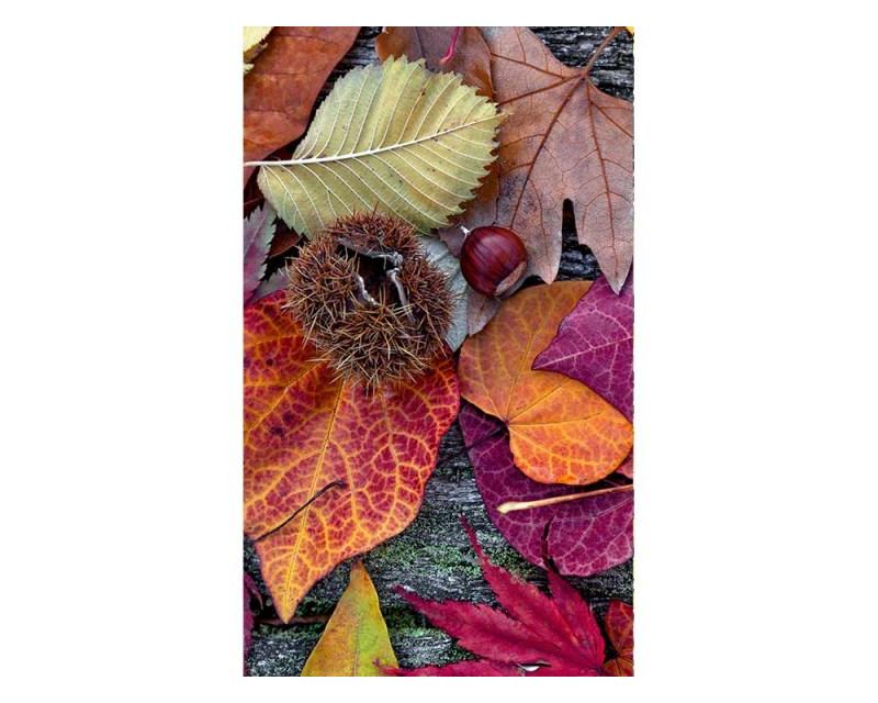 Vlies Fototapete - Herbstblätter 150 x 250 cm